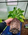 MYKORIZA PREMIUM 20g - MIKORYZA (18 grzybów), TRICHODERMA (9 gatunków), BAKTERIE I MIKROORGANIZMY W PROSZKU, 400% WIĘKSZY KORZEŃ  Growshop -sklep ogrodniczy we Wrocławiu, Warszawie i Poznaniu