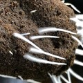 Plant Success King Crab 473ml - 275 mln pożytecznych bakterii  Growshop -sklep ogrodniczy we Wrocławiu, Warszawie i Poznaniu