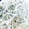 Plant Success King Crab 473ml - 275 mln pożytecznych bakterii  Growshop -sklep ogrodniczy we Wrocławiu, Warszawie i Poznaniu