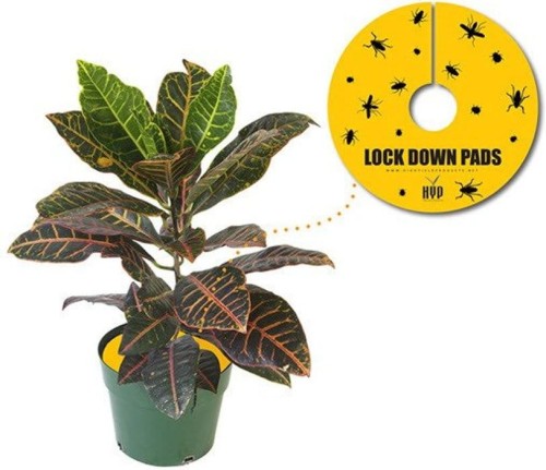 Pułapka owadobójcza 8 szt. Ø 15cm - LOCK DOWN PADS Growshop -sklep ogrodniczy we Wrocławiu, Warszawie i Poznaniu