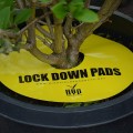 Pułapka owadobójcza 8 szt. Ø 15cm - LOCK DOWN PADS  Growshop -sklep ogrodniczy we Wrocławiu, Warszawie i Poznaniu