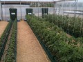 AutoPot Easy2Grow 15L - 4 donice 15L + 47L zbiornik  Growshop -sklep ogrodniczy we Wrocławiu, Warszawie i Poznaniu
