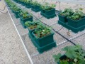 AutoPot Easy2Grow 15L - 4 donice 15L + 47L zbiornik  Growshop -sklep ogrodniczy we Wrocławiu, Warszawie i Poznaniu