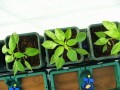 AutoPot Easy2Grow 15L -  48 donic + 400L zbiornik  Growshop -sklep ogrodniczy we Wrocławiu, Warszawie i Poznaniu