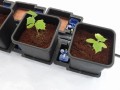 AutoPot 1Pot 15L Moduł 6mm  Growshop -sklep ogrodniczy we Wrocławiu, Warszawie i Poznaniu